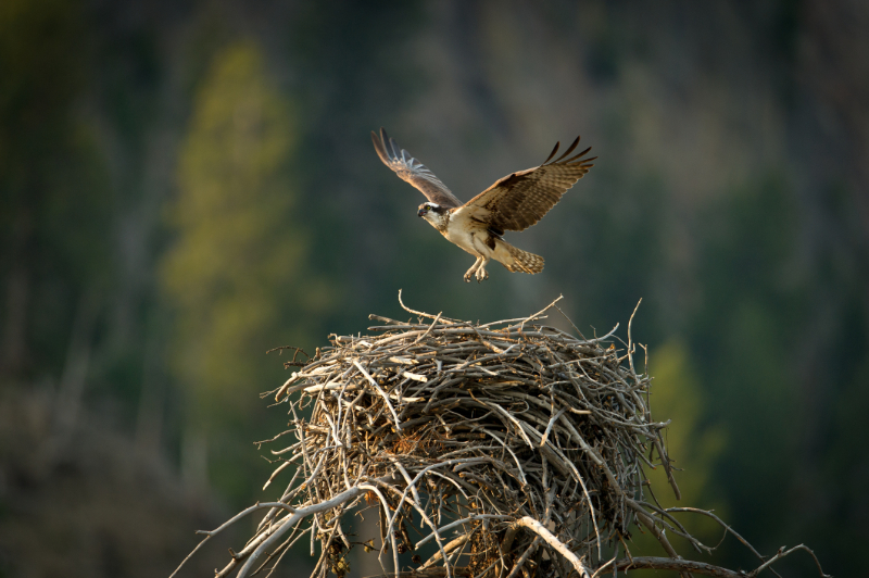eagle nest