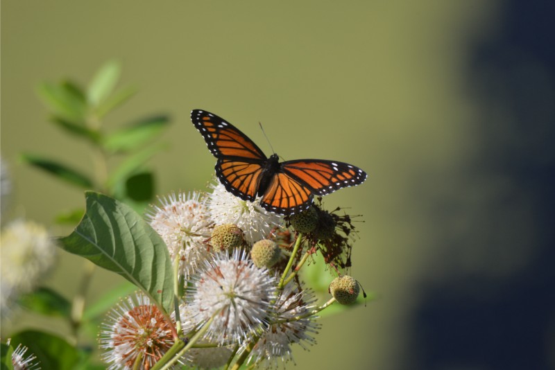 Butterfly on Buttonbush